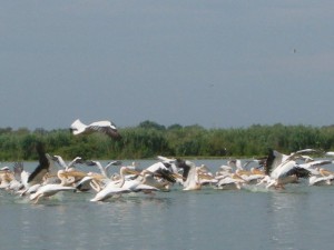 Delta Dunarii