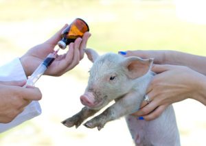 Veterinarian giving injection to piglet on farm