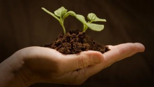 agricultura