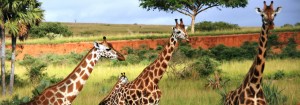 Uganda safari girafe