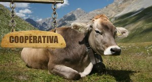 cooperativa agricola vaca