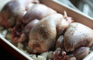 pui salmonella