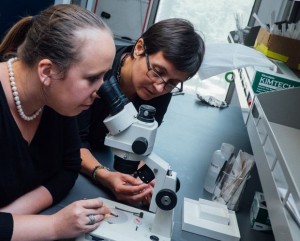 Emilia-Morosan metal dur